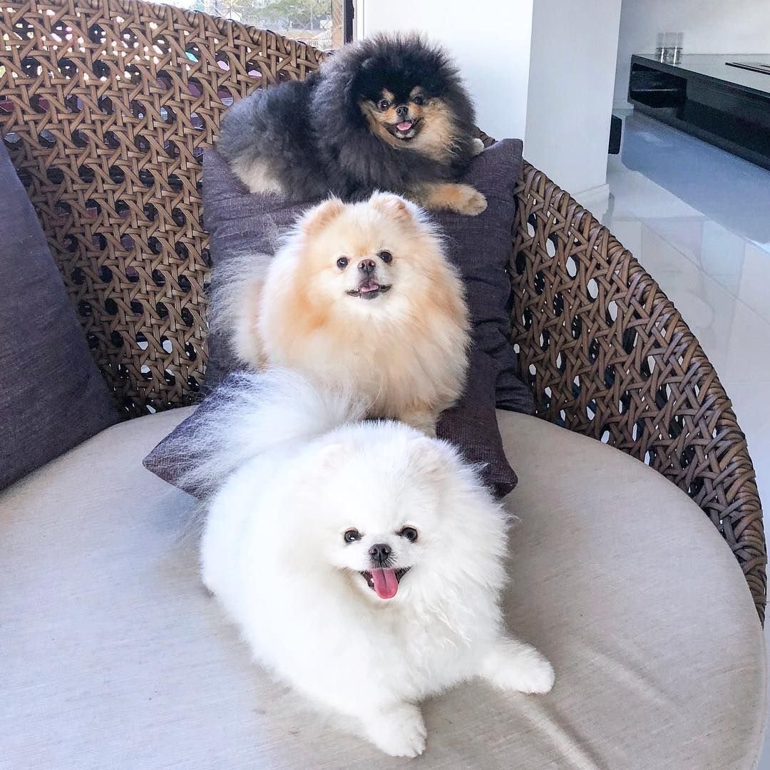 Померанский шпиц взрослый