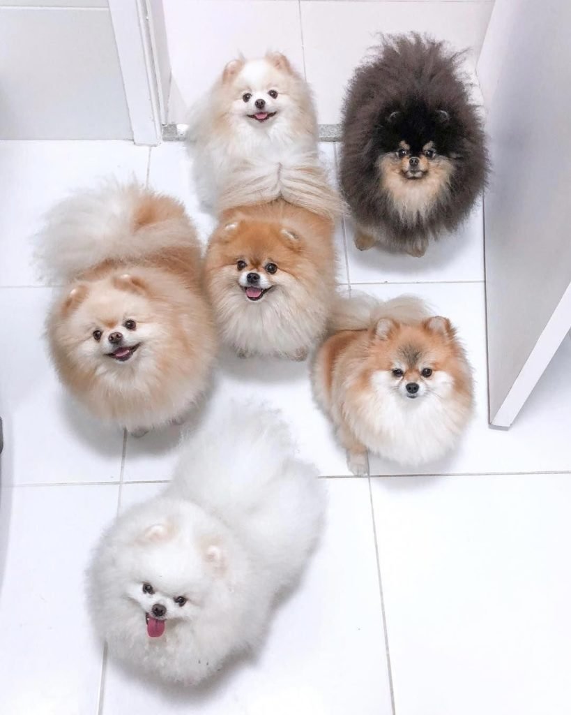 Пуховый шпиц померанский