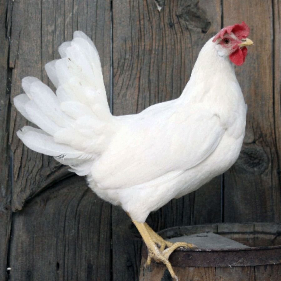 Куры Леггорн далматинец