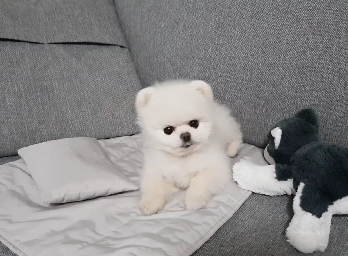 Белый шпиц медвежьего типа