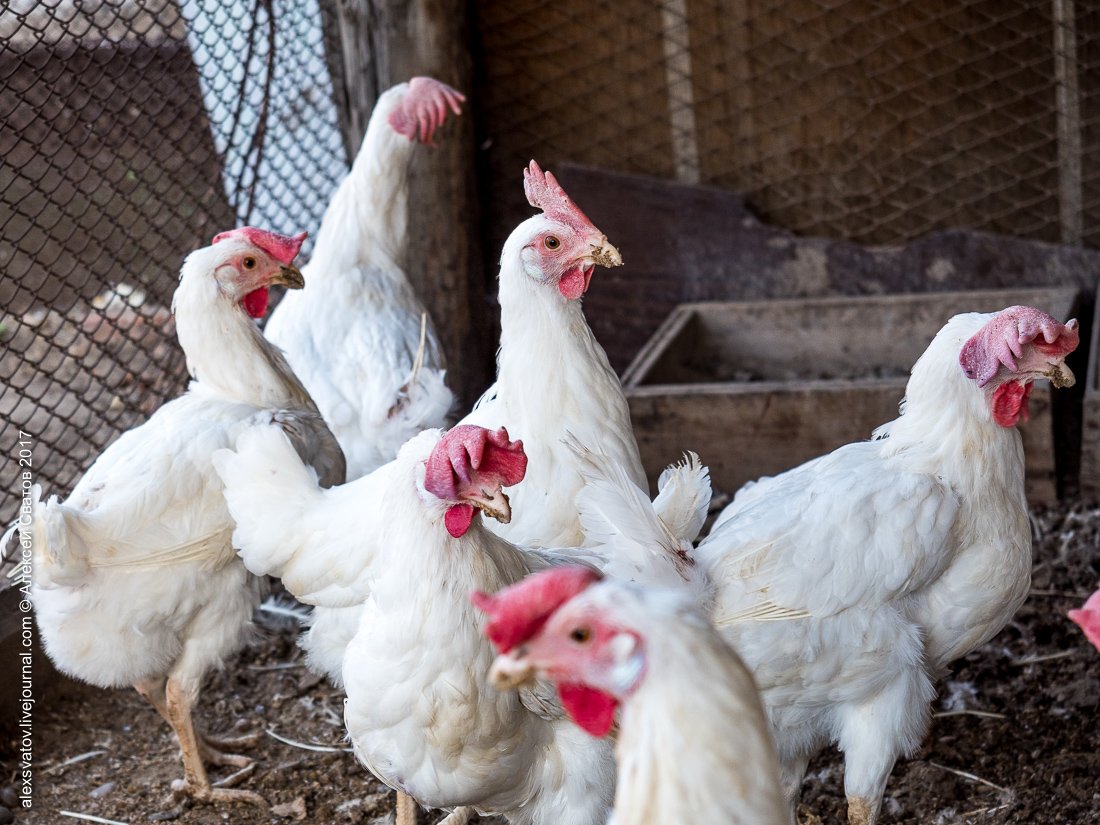 Леггорн Изабель порода