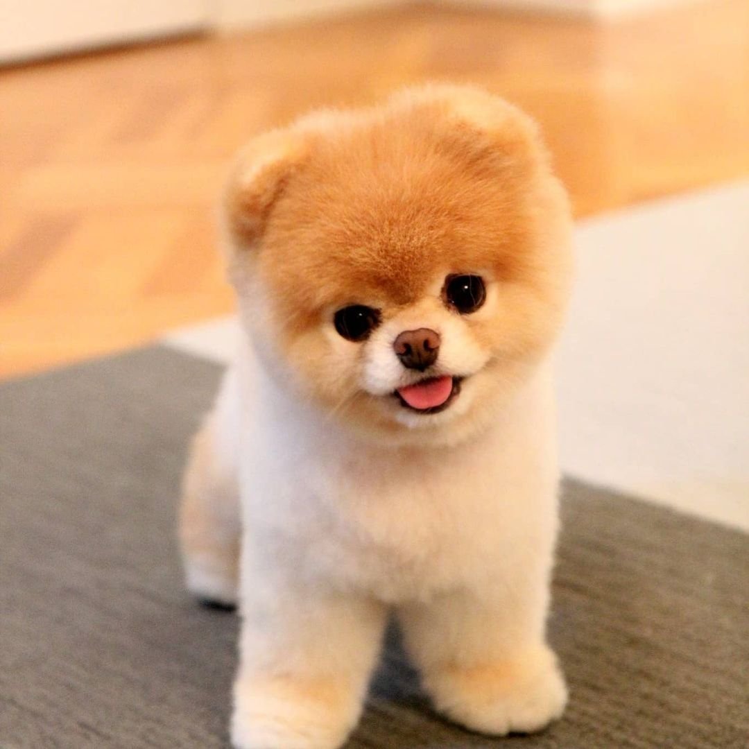 Шпиц померанский карликовый стриженный