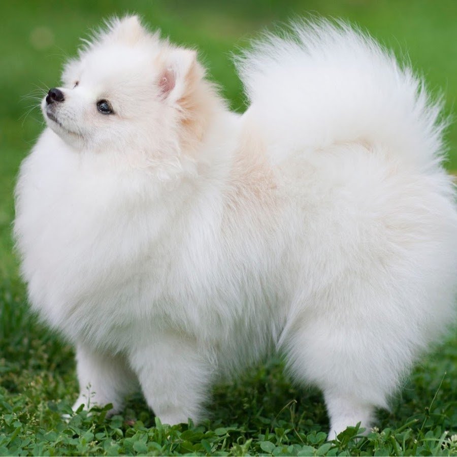 Японский шпиц и померанский шпиц