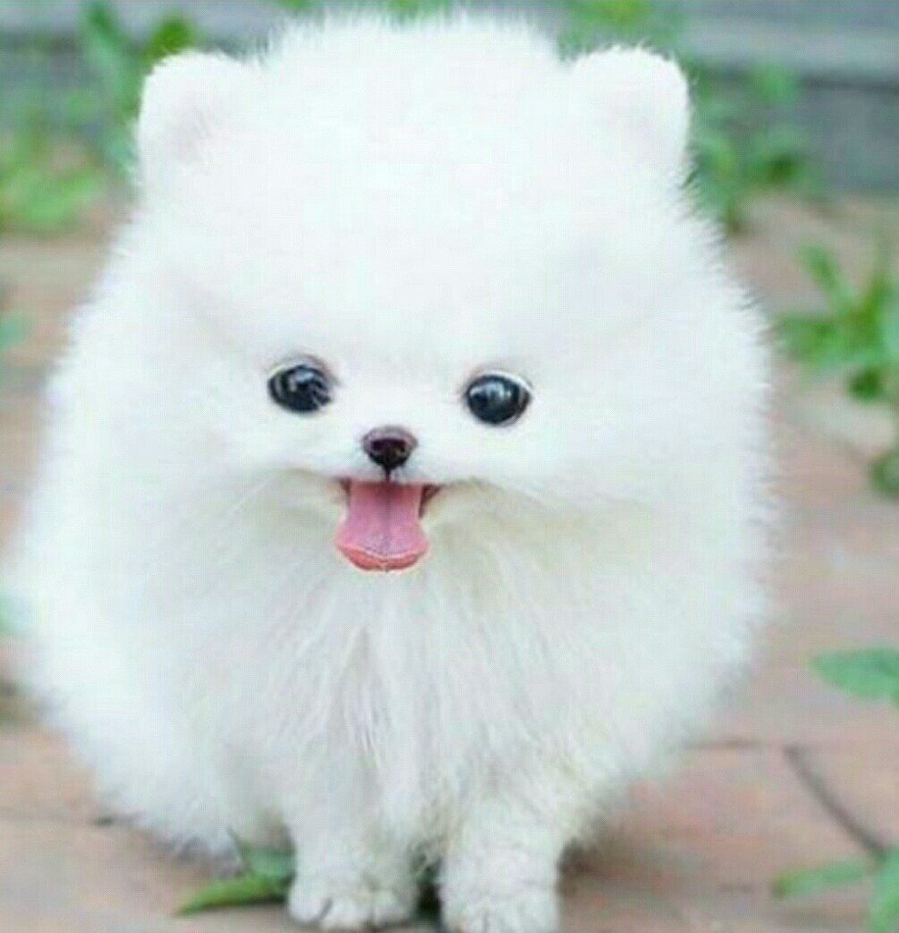 Белый померанский шпиц в кружке