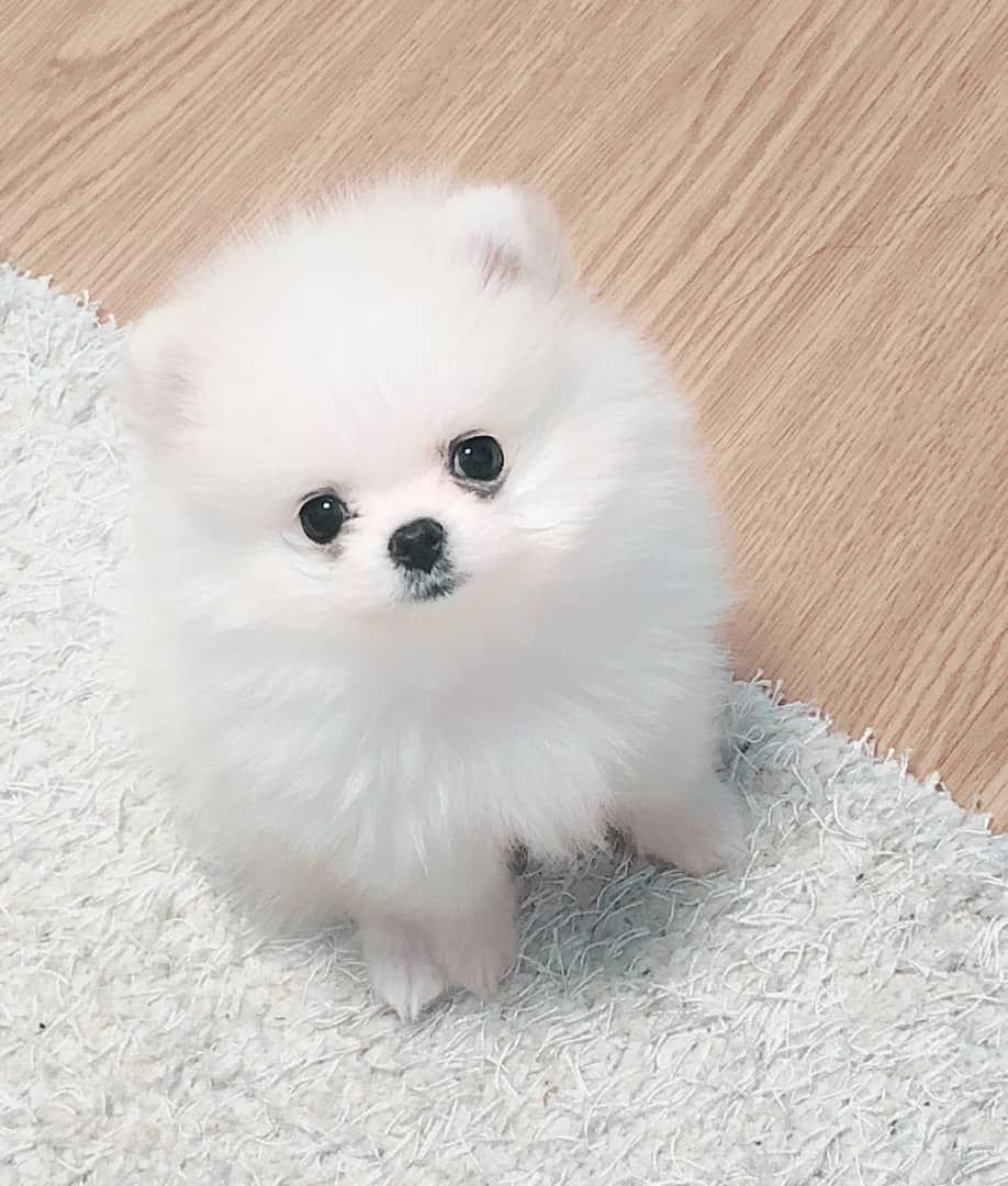Миниатюрный померанский шпиц белый