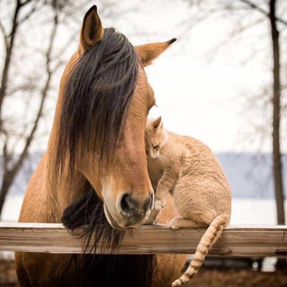 Лодашь почичя