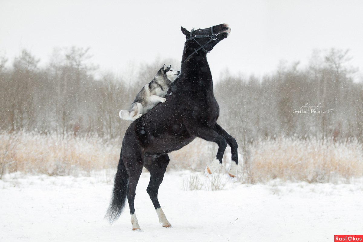Красивая фотосессия с лошадью