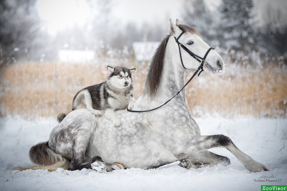 Лошадь прикол