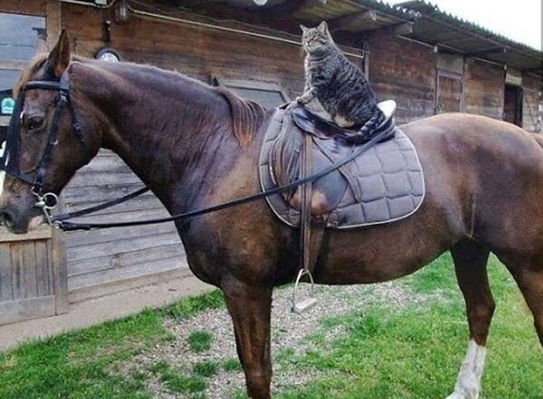 Лошади с другими животными