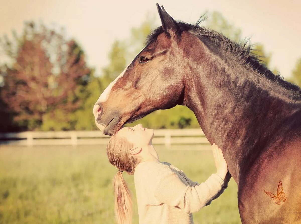 Хаски и лошадь