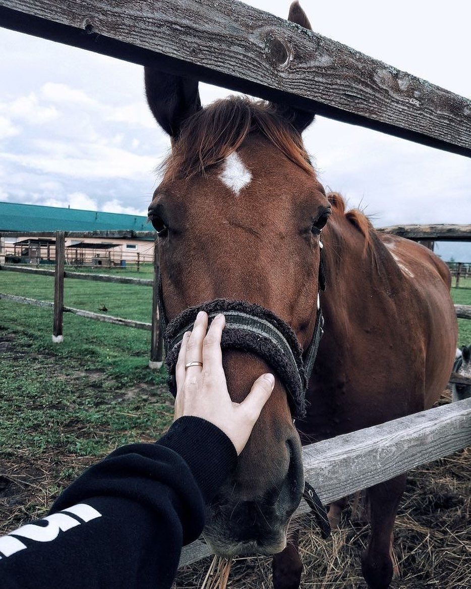 Девушка обнимает лошадь