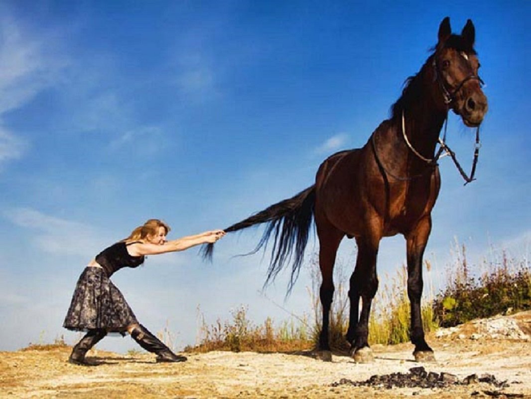 Лошадь нюхает кошку