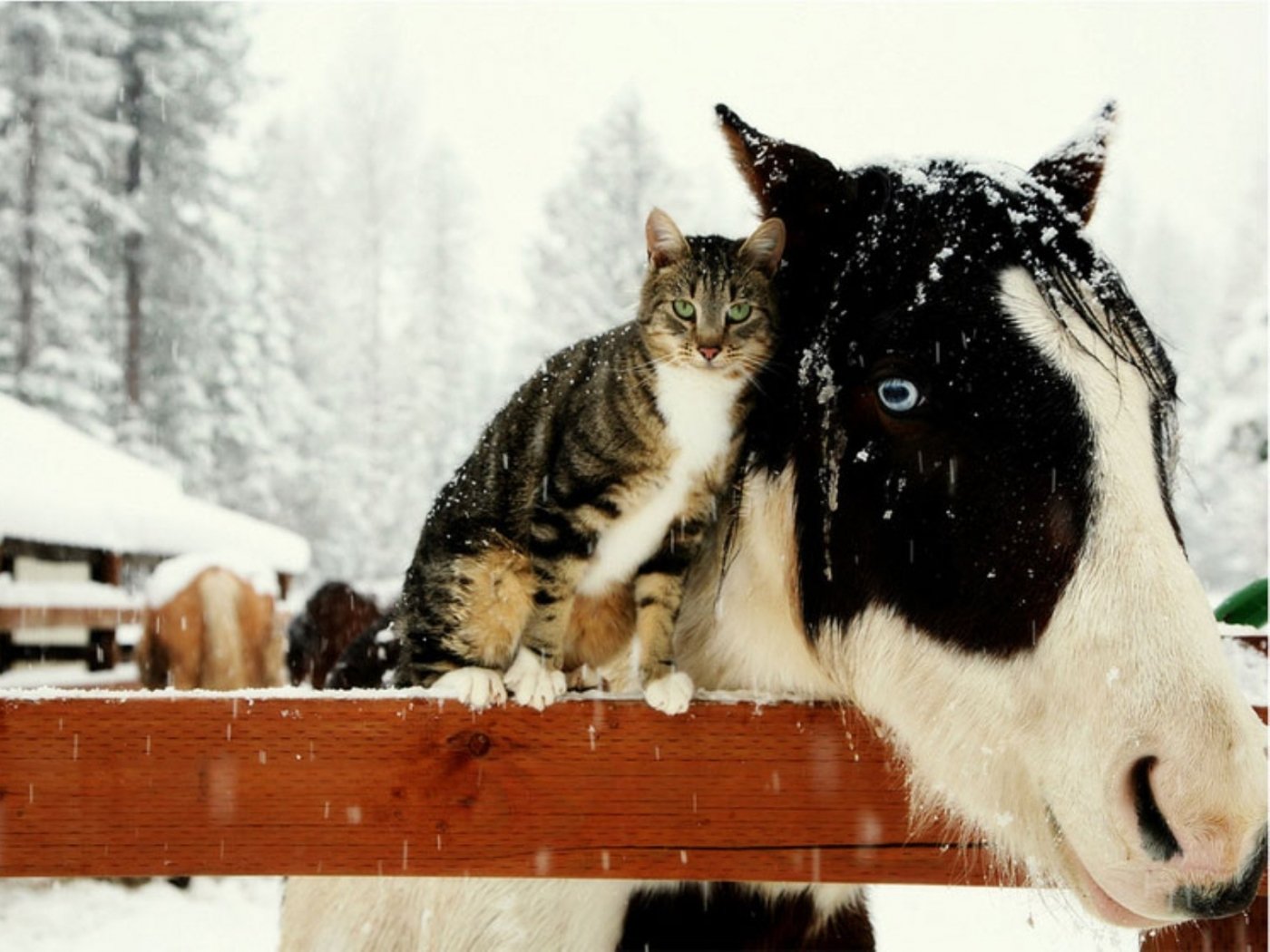 Год собаки лошадь. Дружба кошки и лошади. Кот и собака зимой. Лошадь и кошка. Лошадь кот зима.