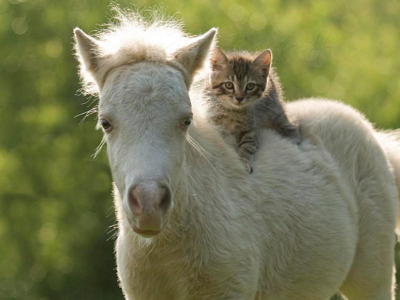 Кошка лошадка. Кот на лошади. Лошадь и кошка. Милые лошади. Забавные лошадки.