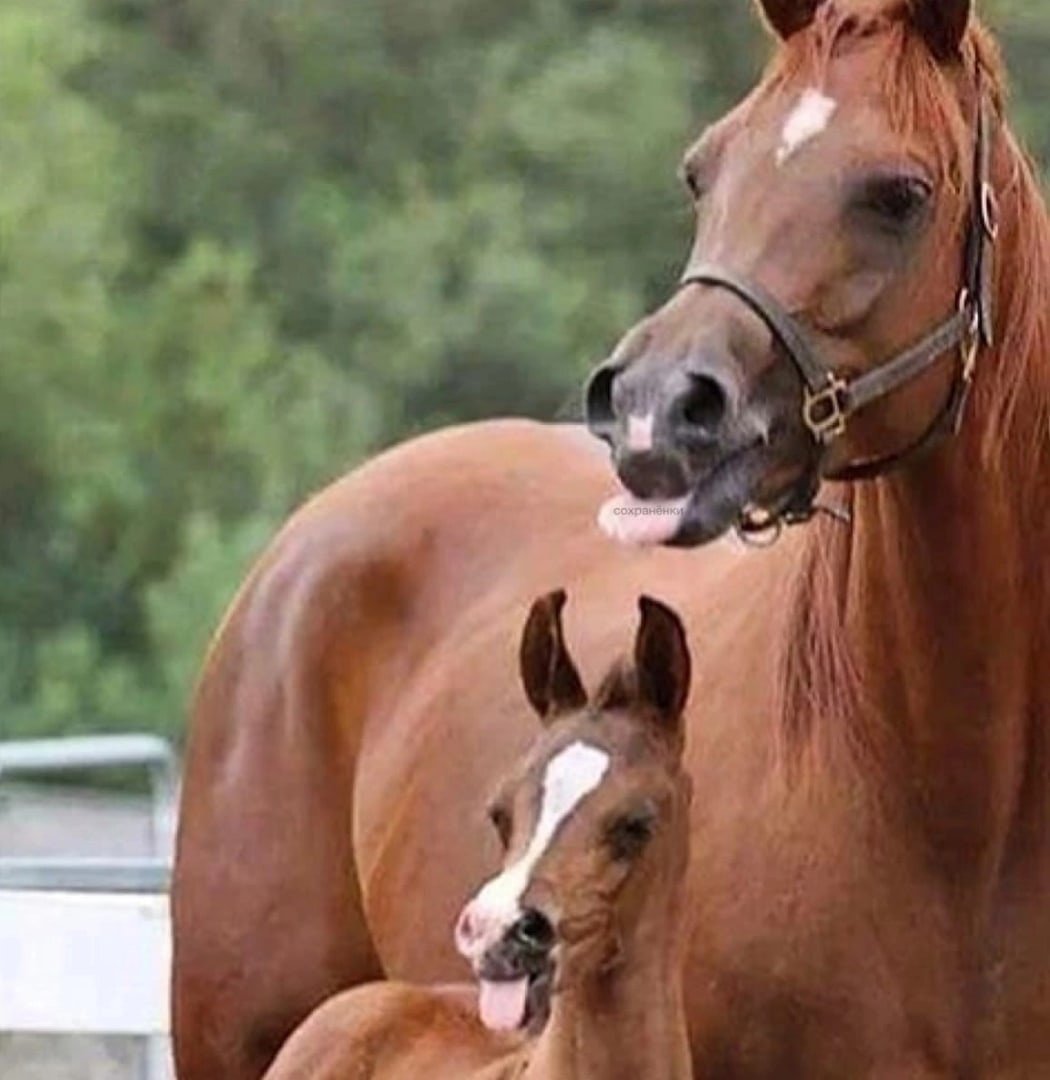 Девушка на белом коне