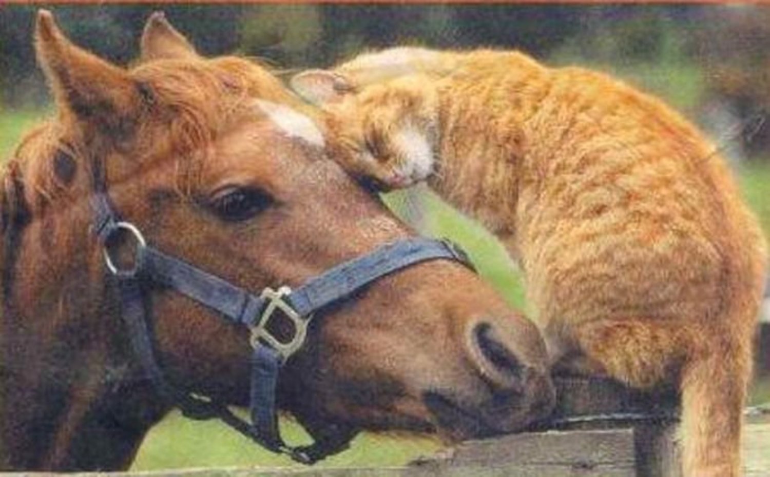 Кошка лошадка. Лошадь и кошка. Лошади обнимаются. Кот на лошади. Дружба животных разных видов.