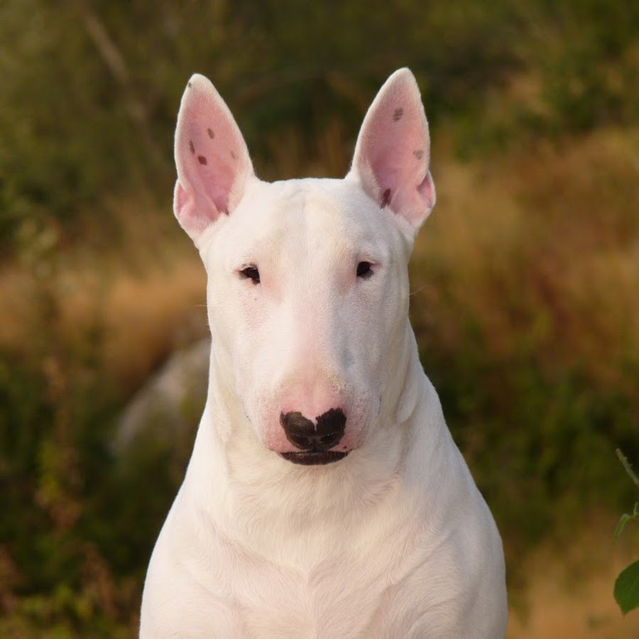 Доброе утро с собачками