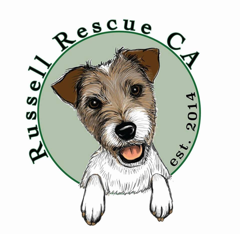 Порода Джек Рассел терьер