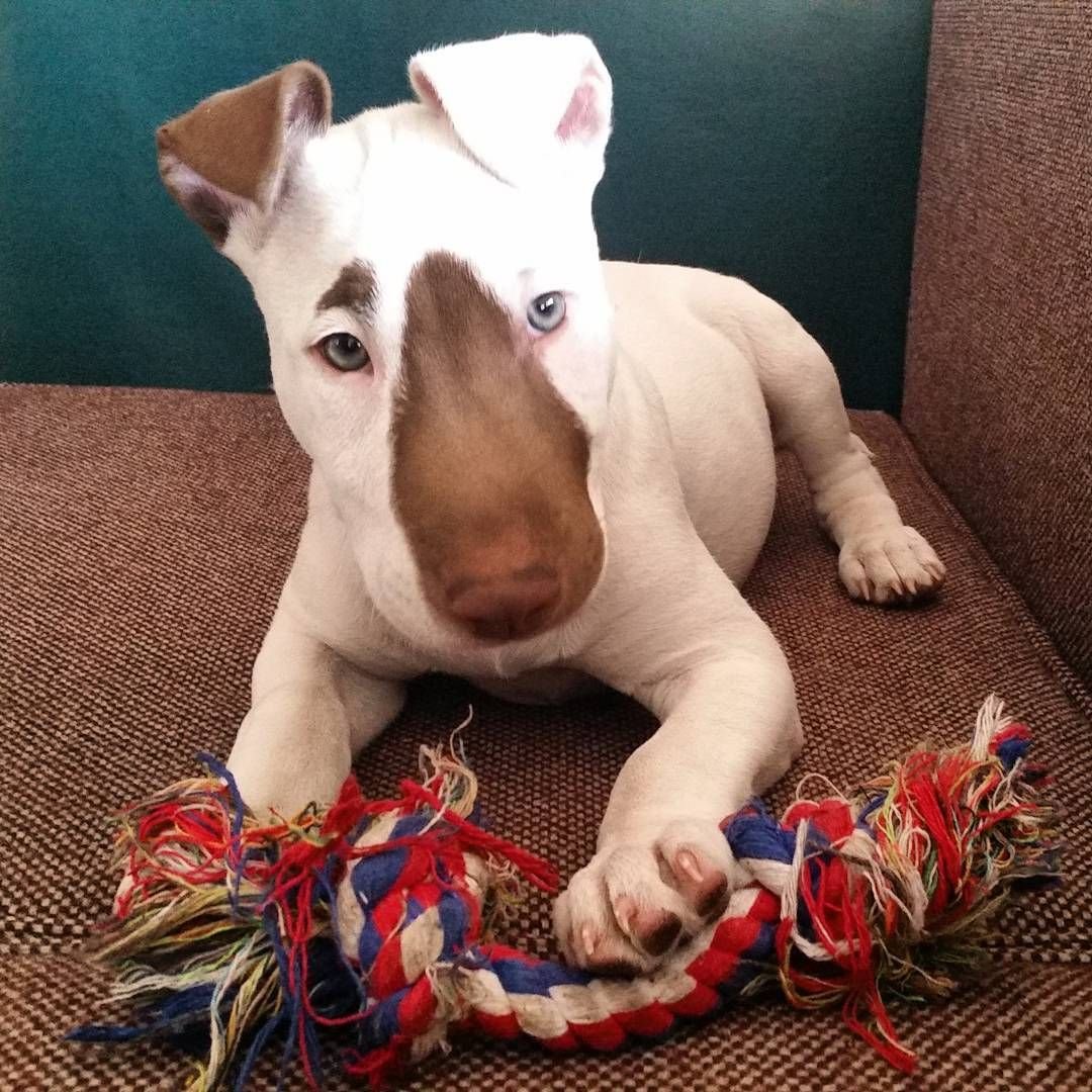 Бойцовский бультерьер