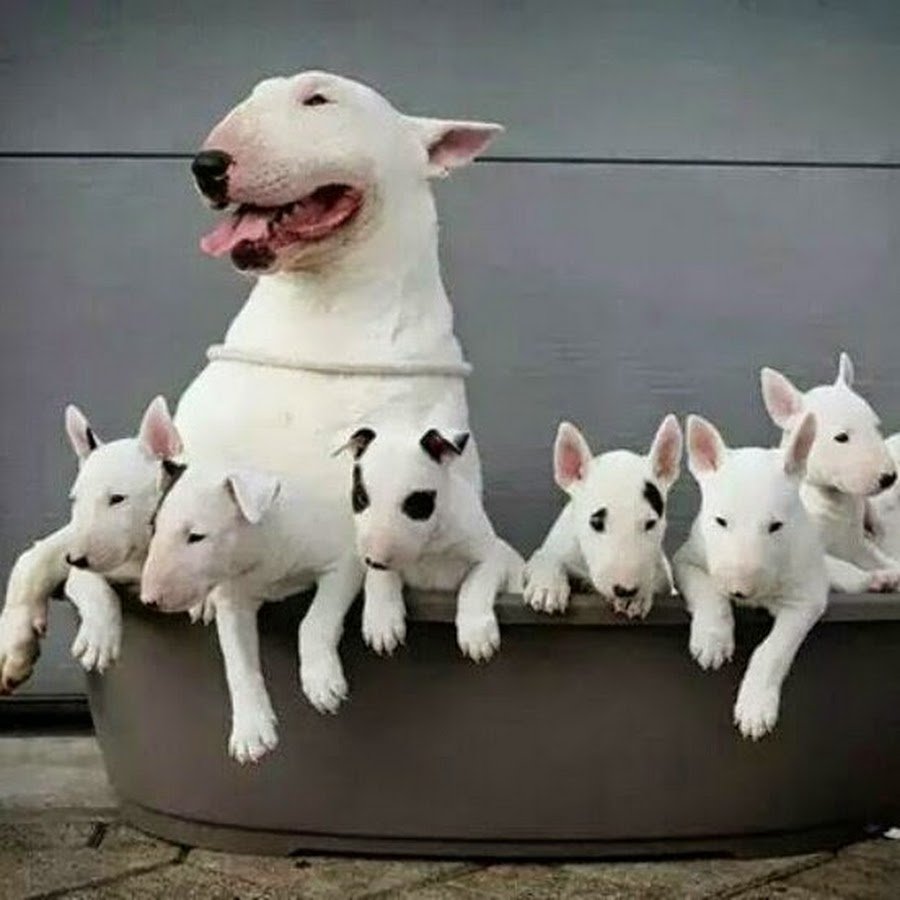 Мини бультерьер с человеком