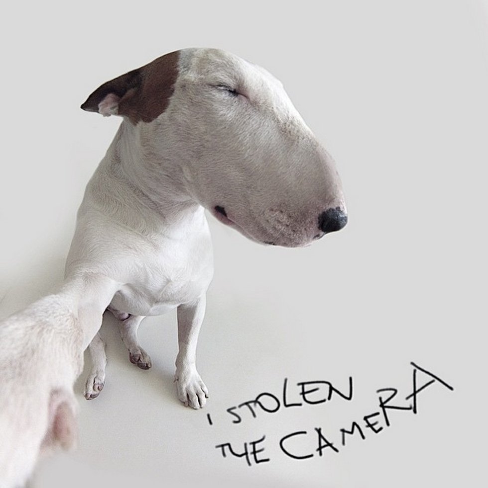 Вест хайленд