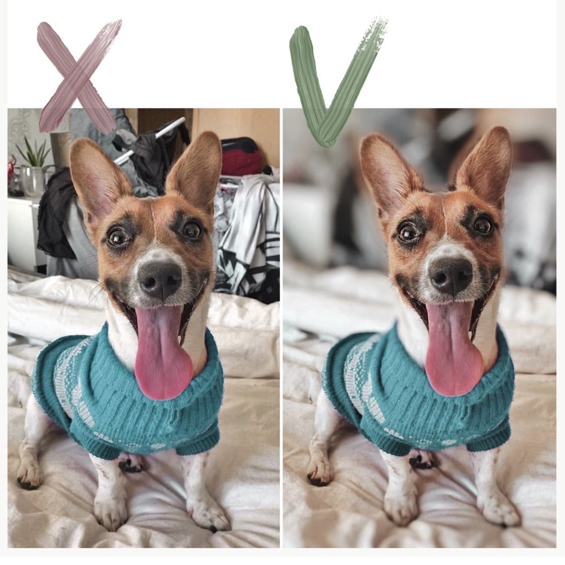 Животное в костюме