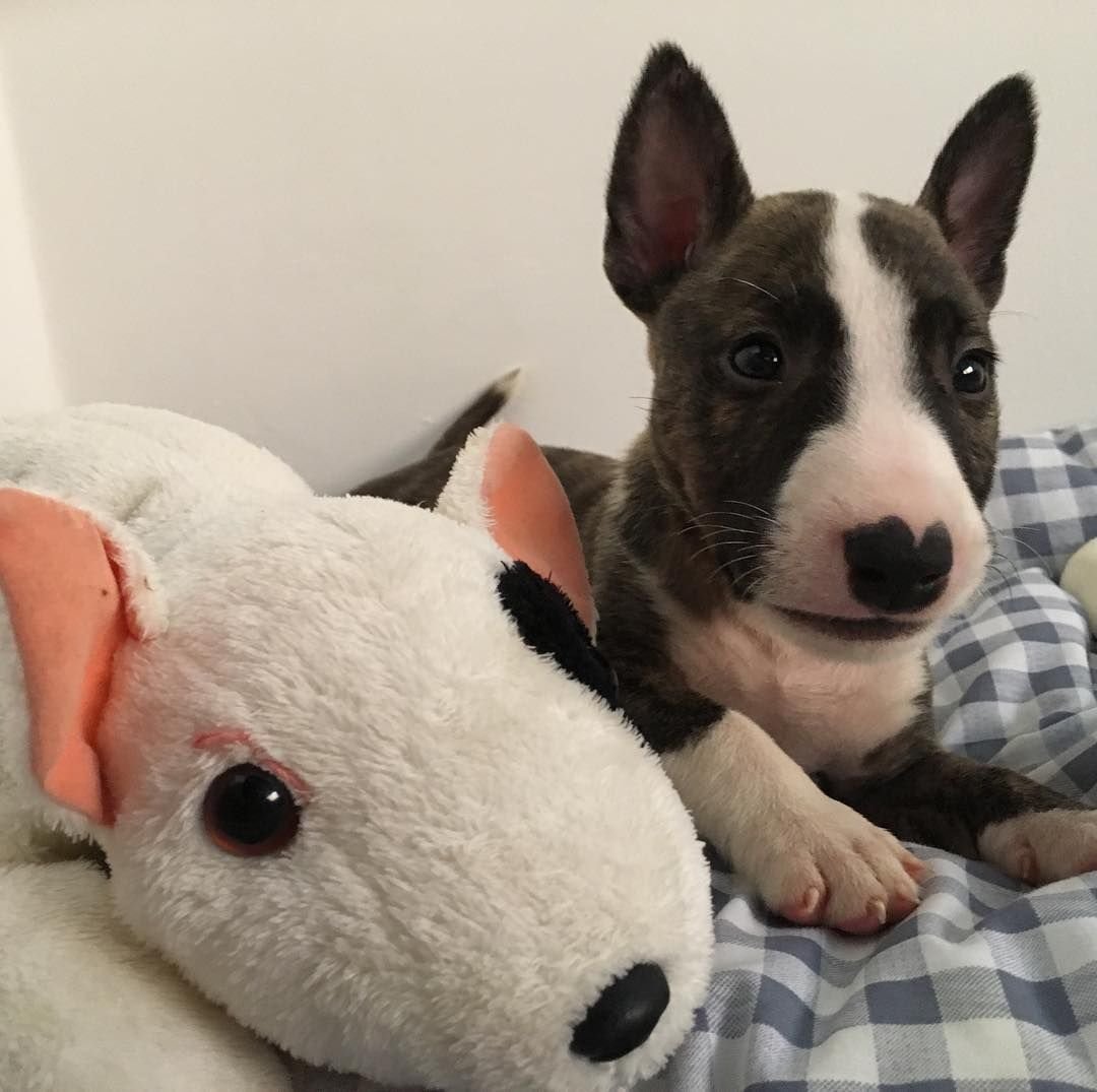 Джек Рассел терьер зима