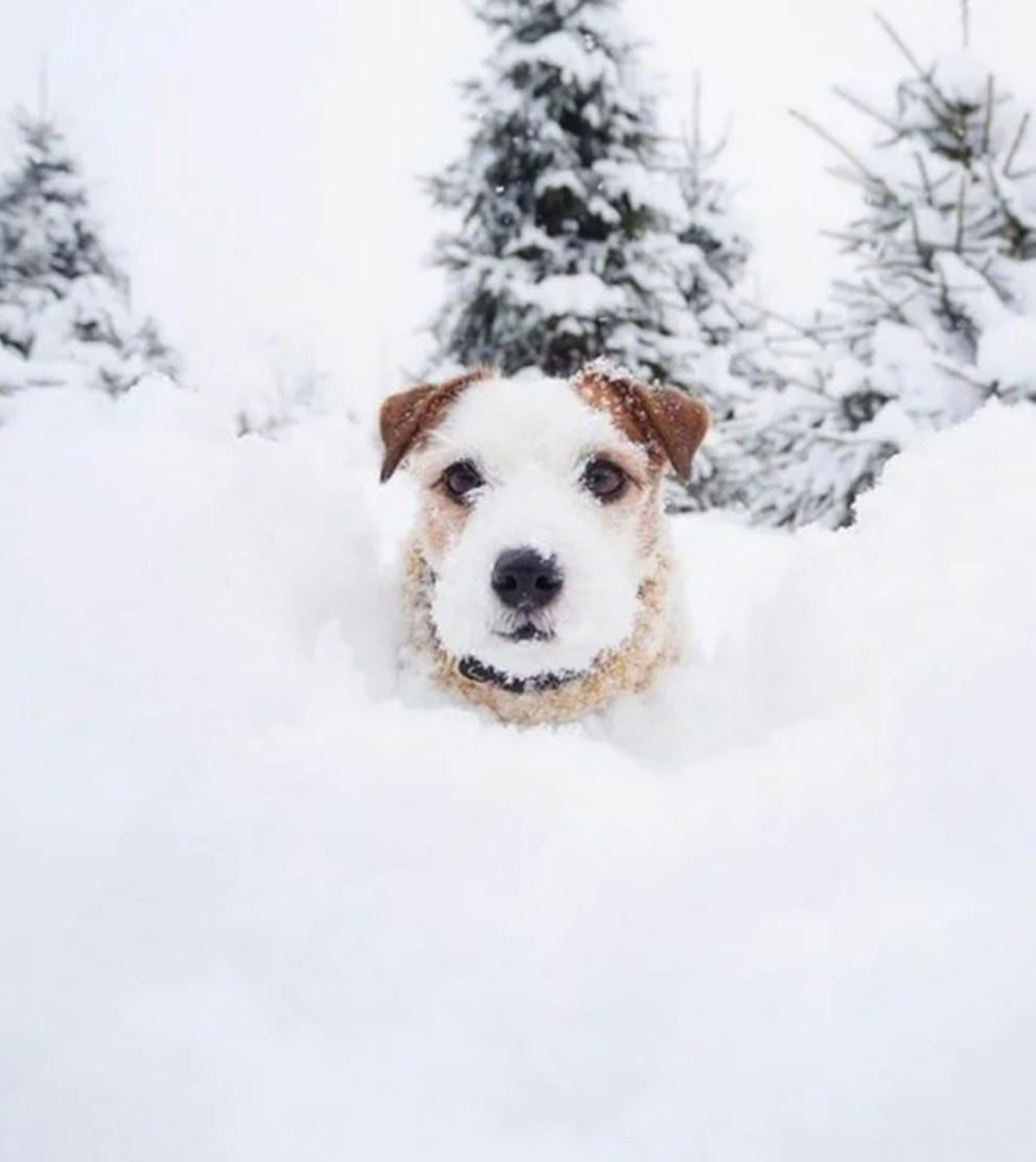 Пёс Гурман Папай