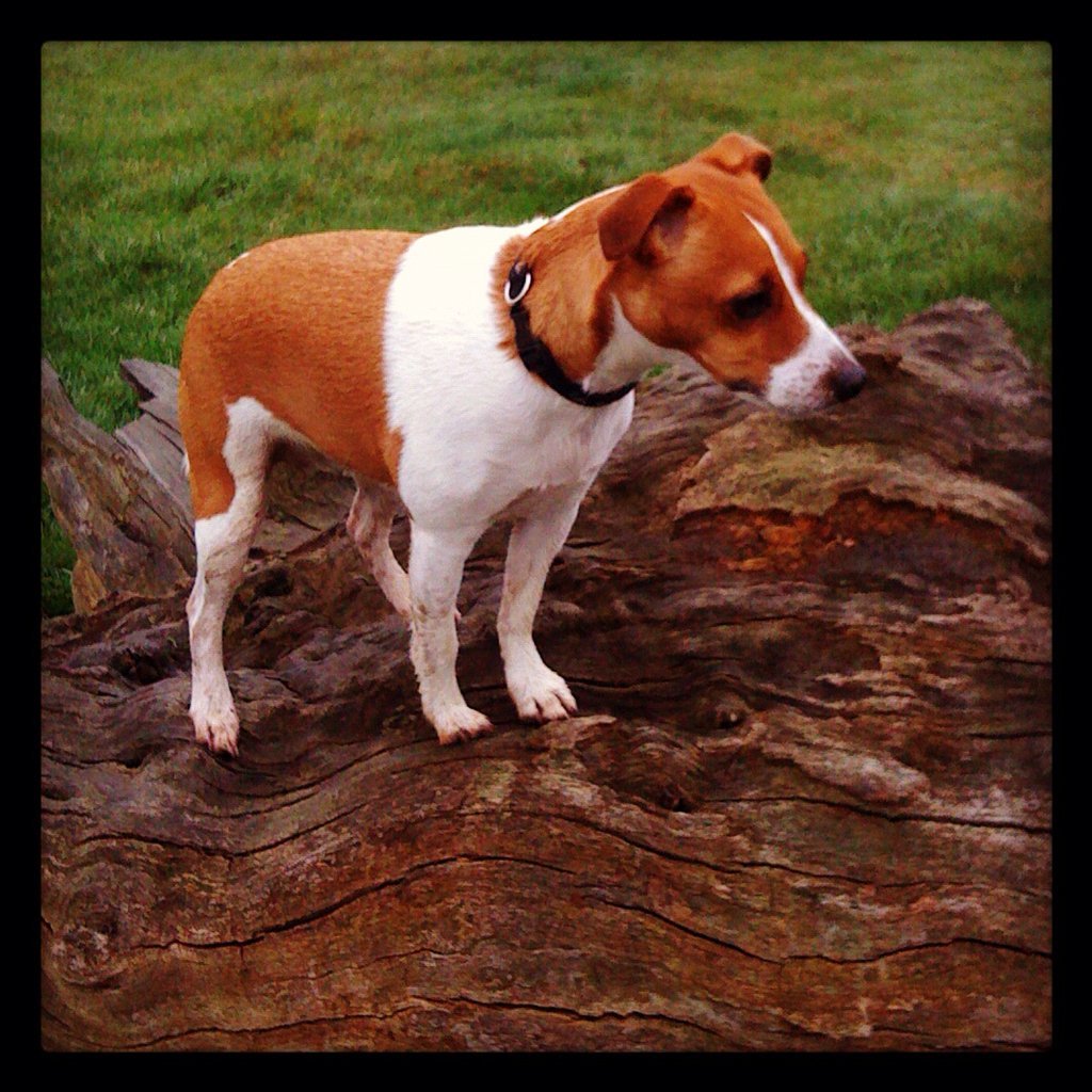 Джек Рассел пинчер