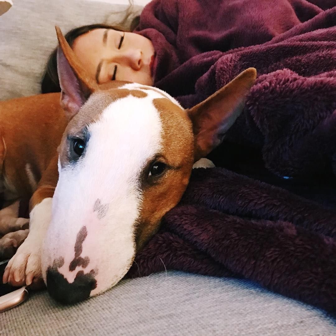 Бультерьер собака убийца