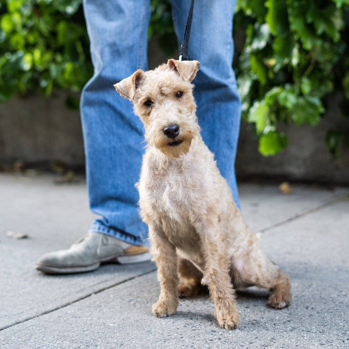 Ирландский жесткошерстный терьер