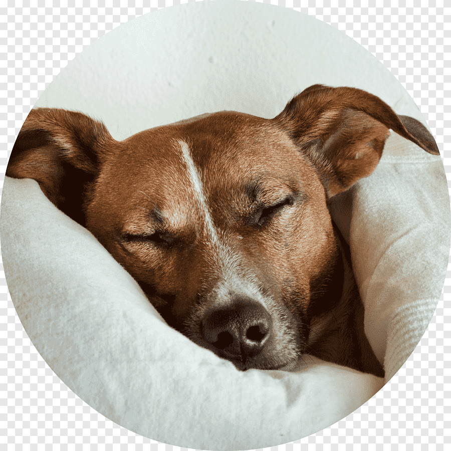 Парсон Рассел терьер Брокен