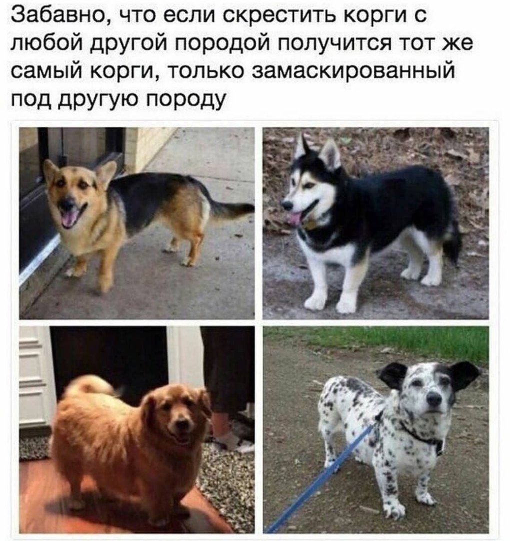 Корги скрещенные с другими породами