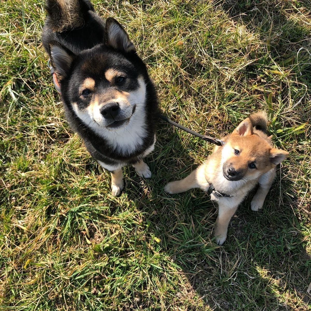 Метис корги и сиба ину