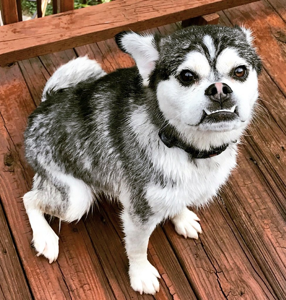 Помесь хаски