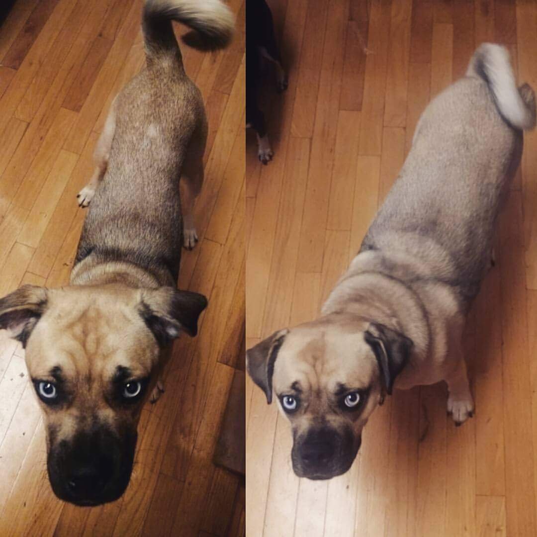 Метис МОПСА И Джек Рассела