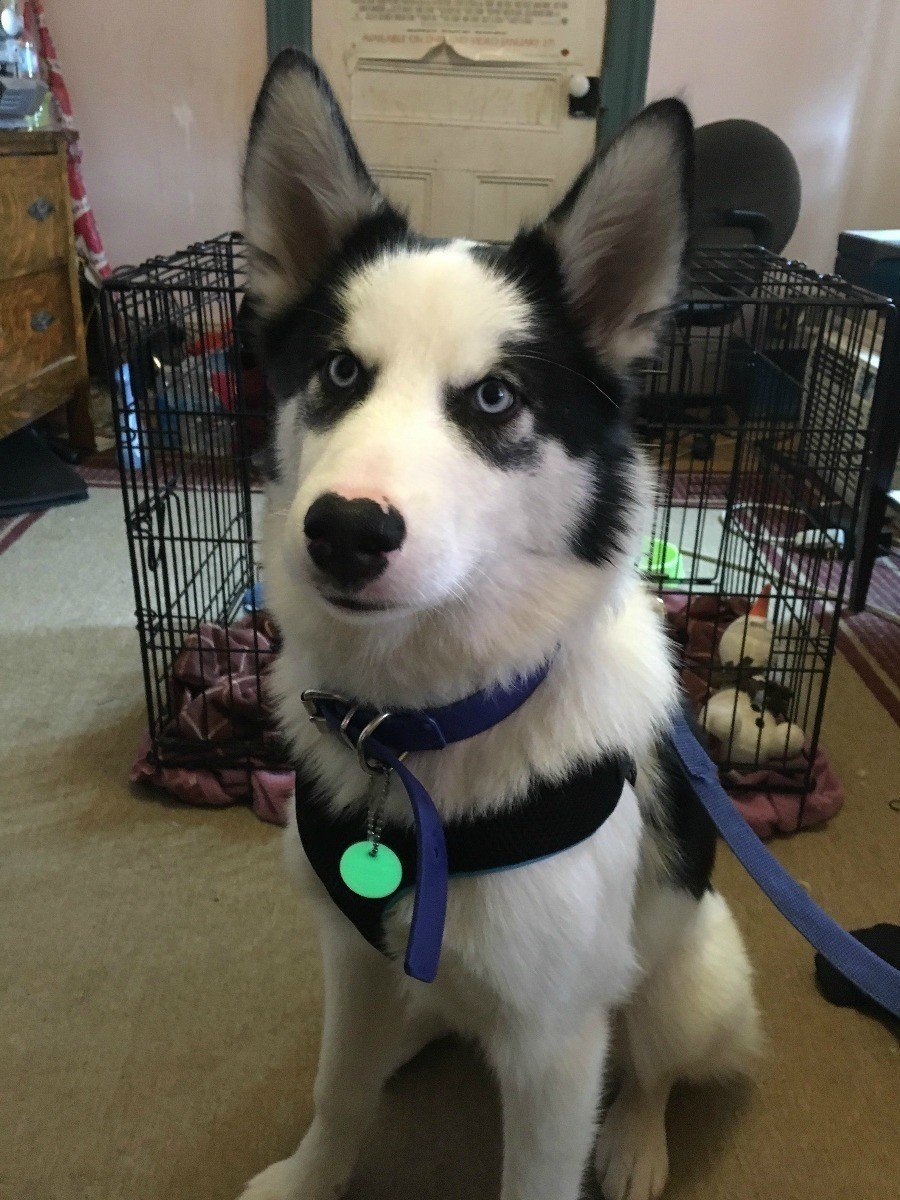 Метис хаски и таксы