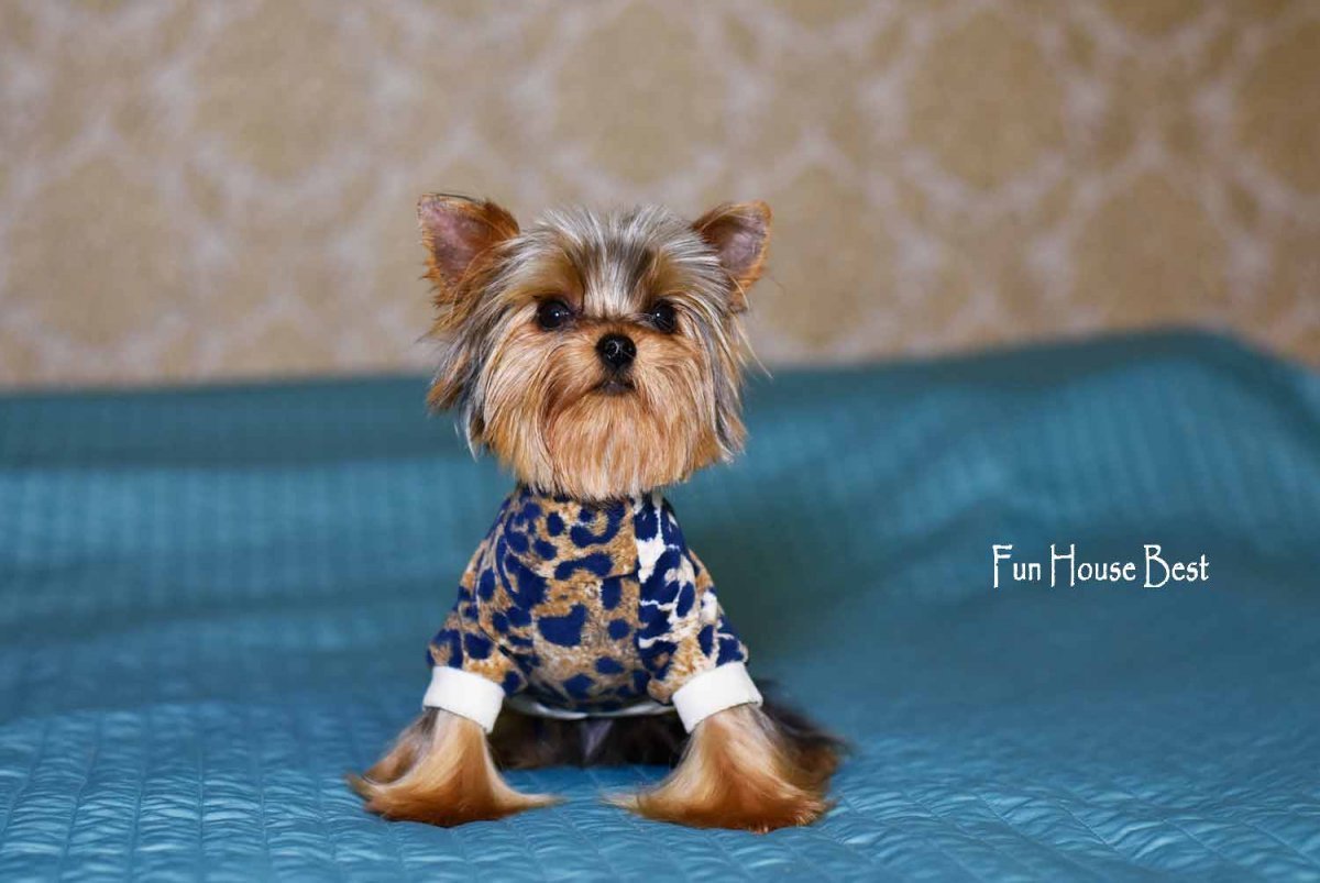 Йорк стандарт Беби фейс