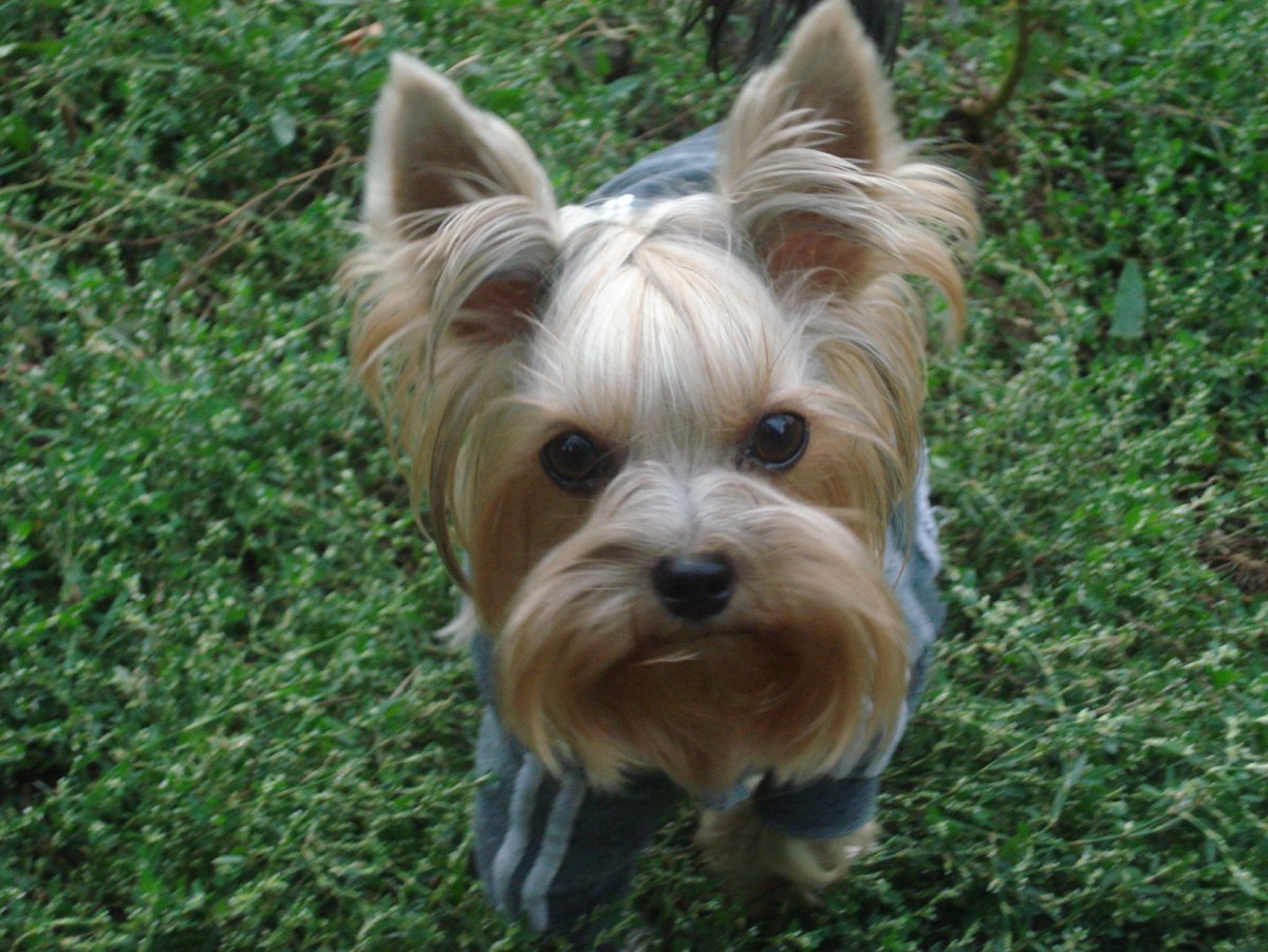 Бэби фейс Йоркширский терьер