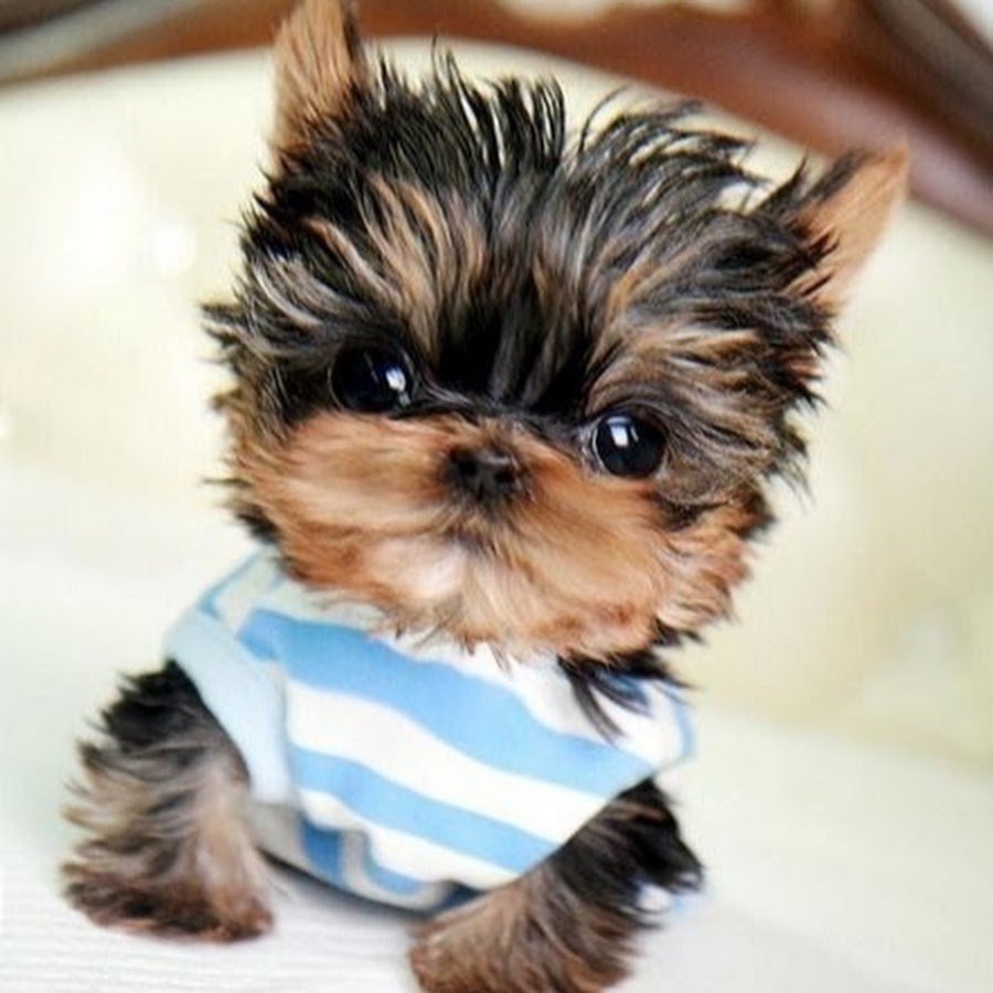 Померанский Йорик