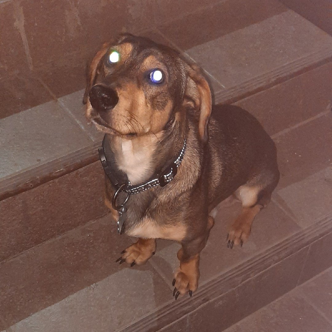 Такса с дворняжкой помесь