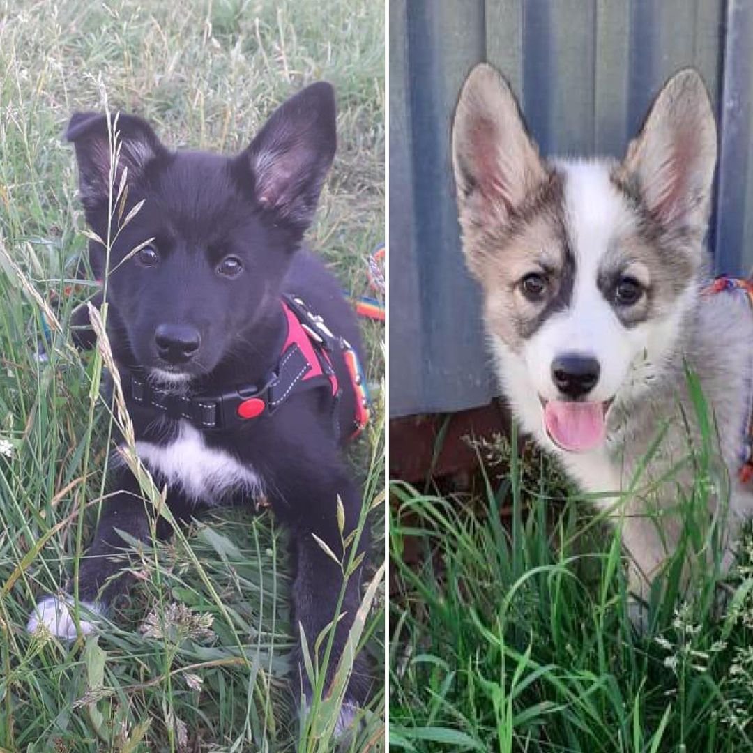 Приют хаски хелп в Истринский район