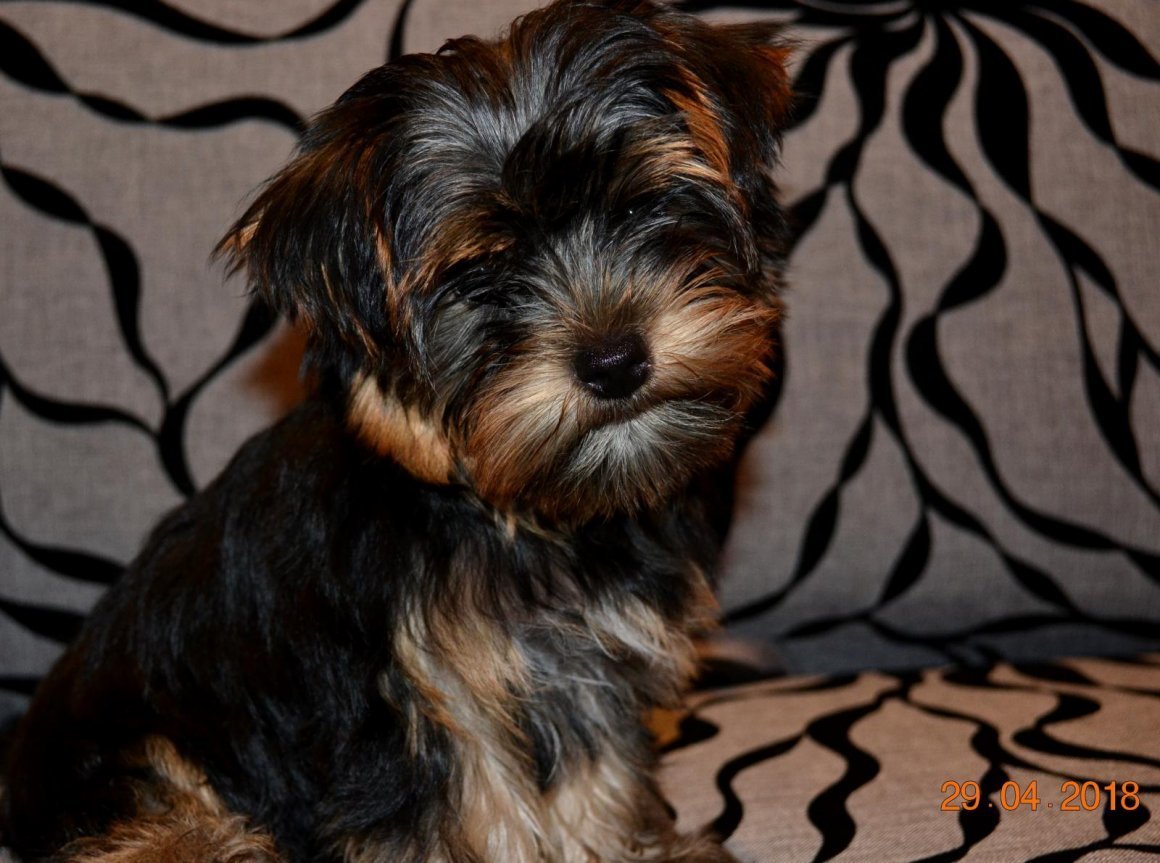 Йоркширский терьер мини Беби фейс взрослый