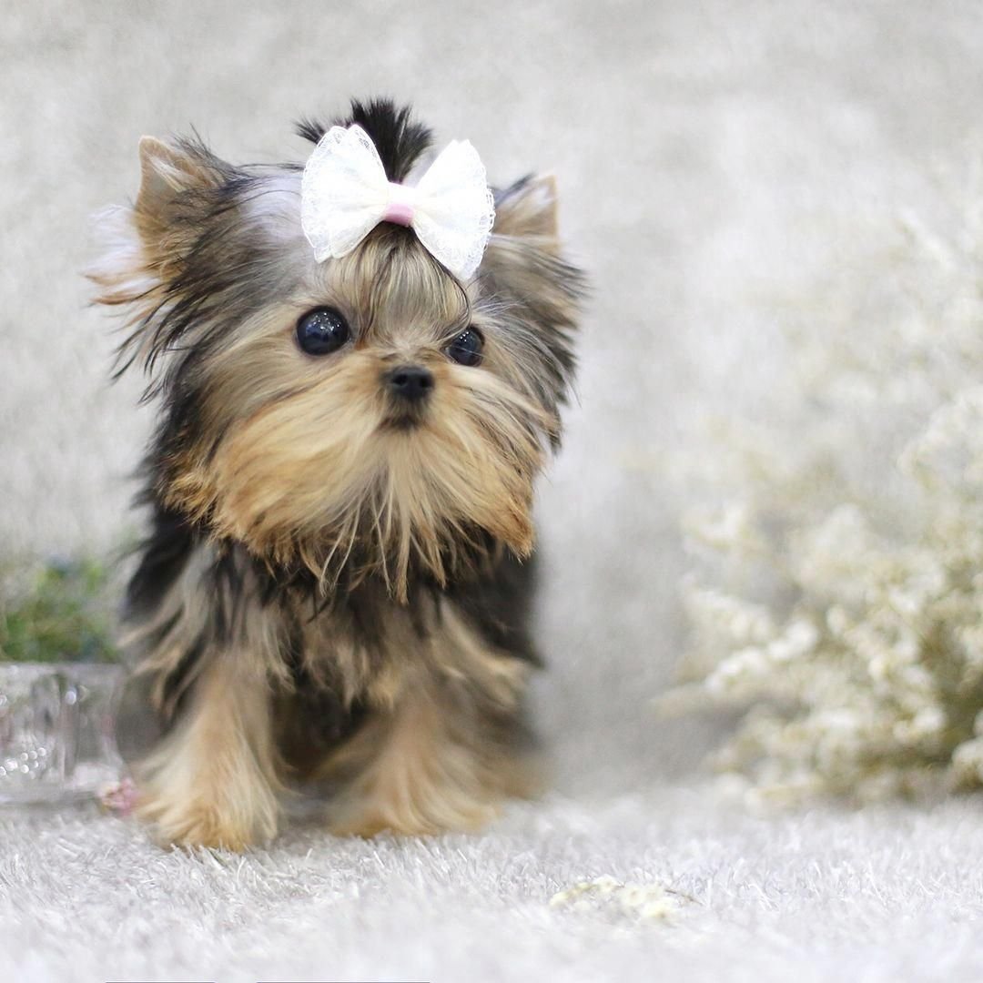 Teacup Йоркширский терьер