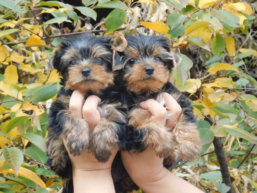 Беби фейс мальчики