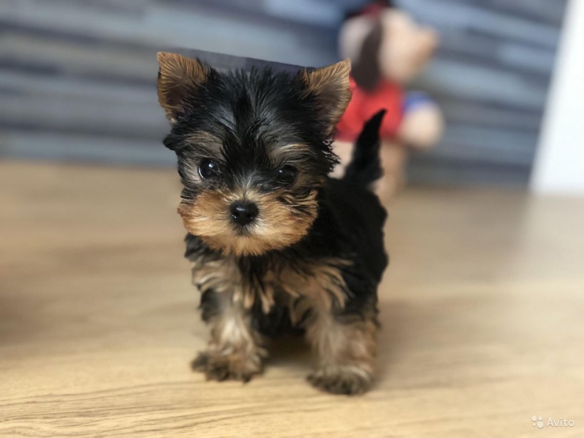 Бэби фейс Йоркширский терьер