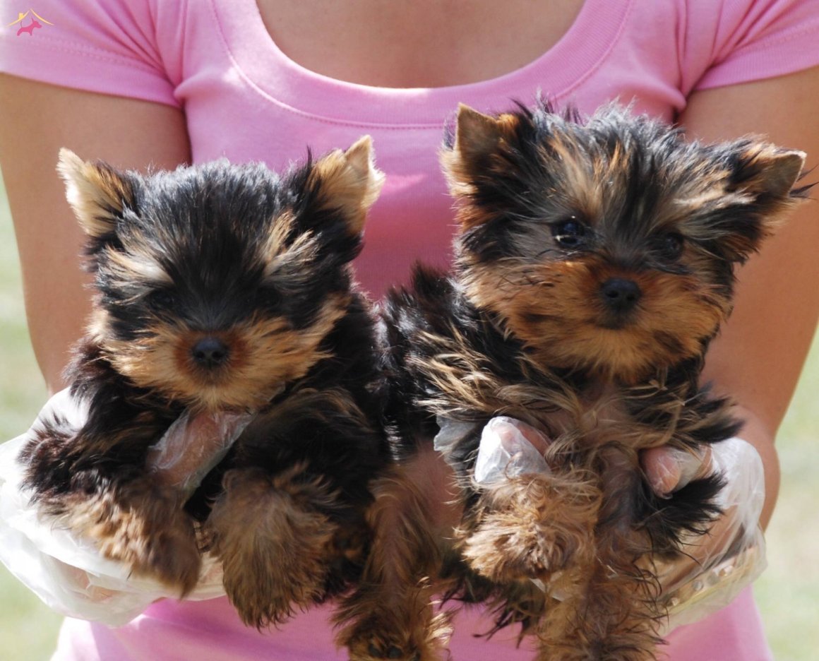 Карликовый Йоркширский терьер