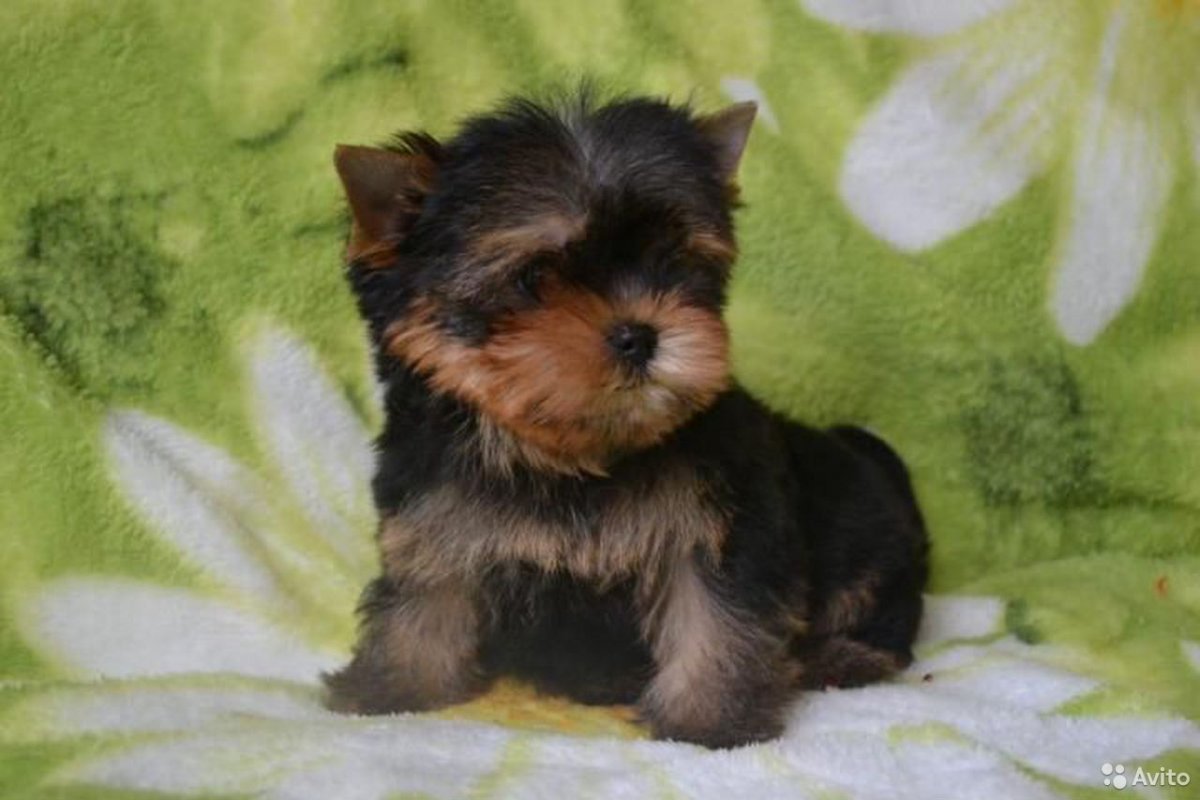 Черный Йорк Беби фейс