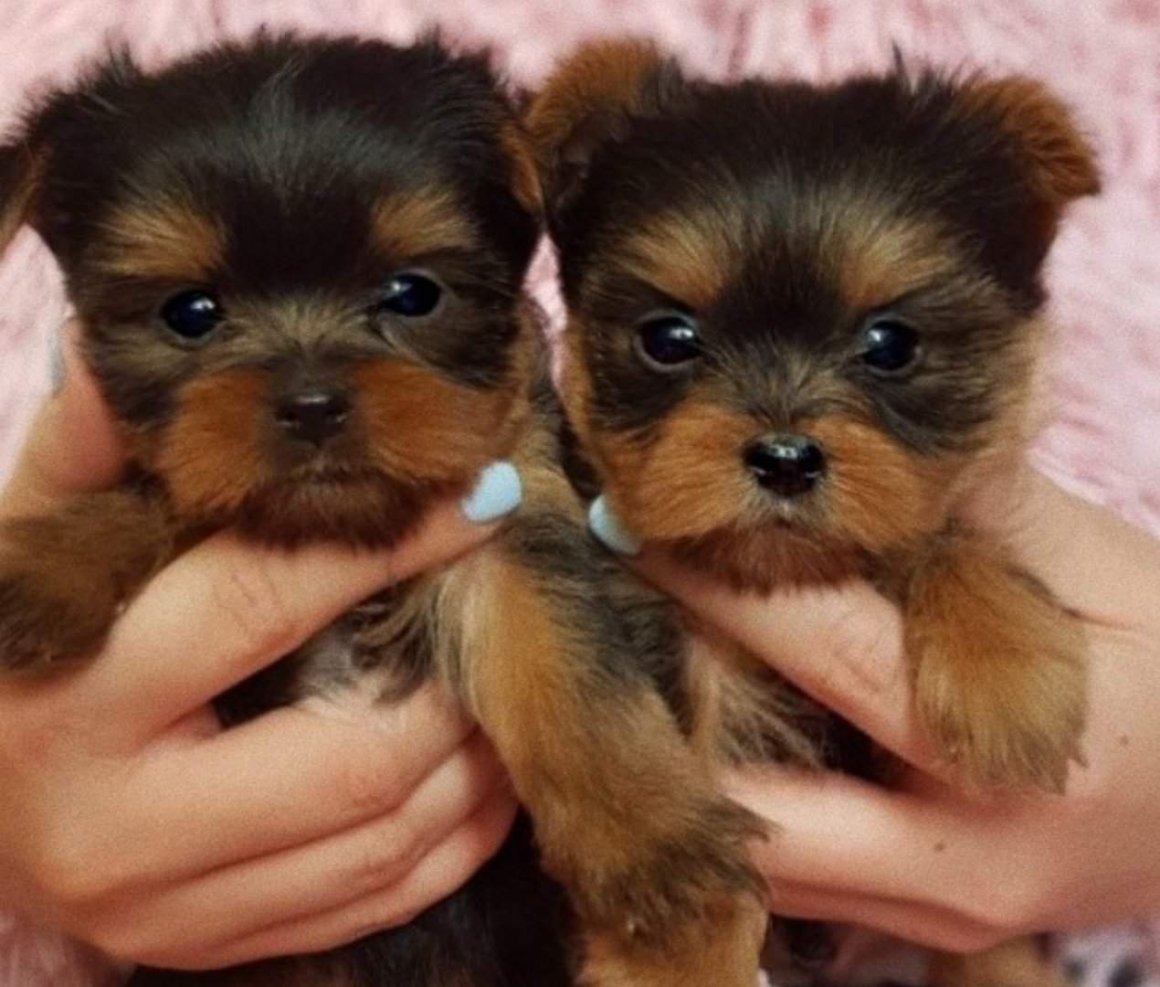 Йоркширский терьер Беби фейс