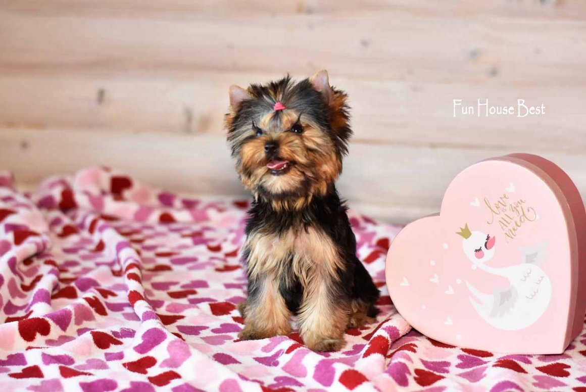 Йоркширский терьер Беби фейс